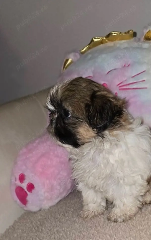 Catelusa,dragalasa,jucăușă și iubitoare!