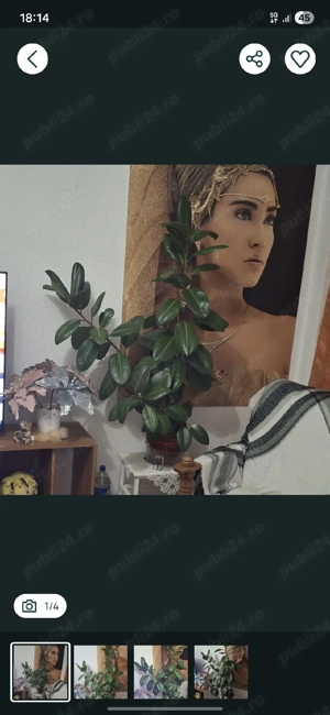 Arbore de cauciuc (Ficus elastica)