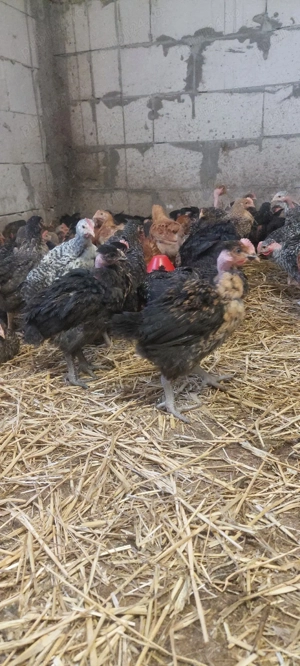 Pui porumbac pui kabir - imagine 2