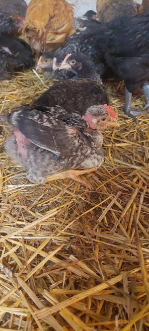 Pui porumbac pui kabir - imagine 3