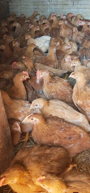 Ferma vacareni - imagine 5