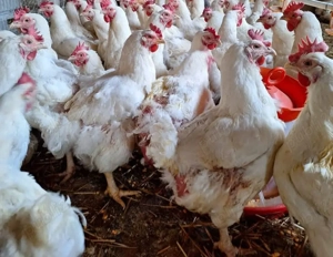 Ferma vacareni - imagine 2