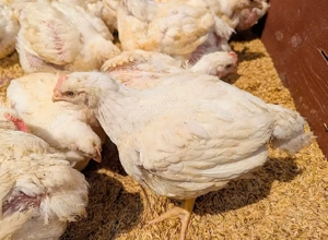 Ferma vacareni - imagine 3