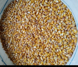 Porumb boabe - nov. 2025