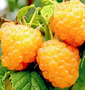 zmeur roșu și galben