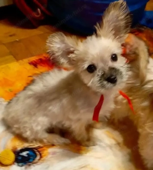 Catelusa yorkshire unica pentru ca este aproape alba