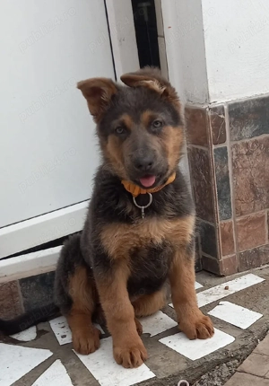 Pui ciobanesc german 