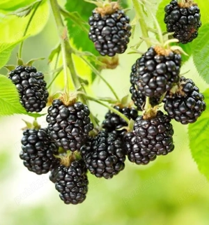 Butaș mur thornfree