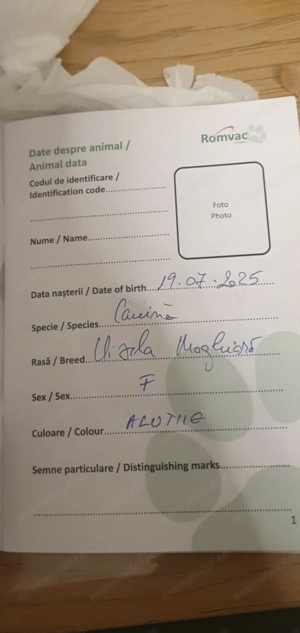 Caini de vânătoare Vizsla maghiara - imagine 4