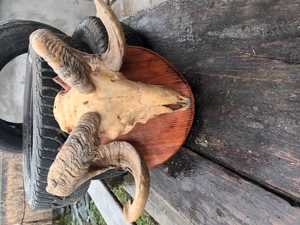 Coarne berbec decorativ - imagine 2