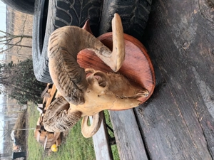 Coarne berbec decorativ - imagine 3