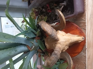 Coarne berbec decorativ - imagine 5