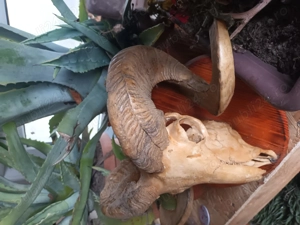 Coarne berbec decorativ - imagine 4