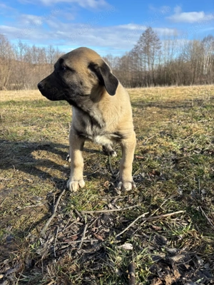 căței kangal malakli cu pedigree FCI  - imagine 2