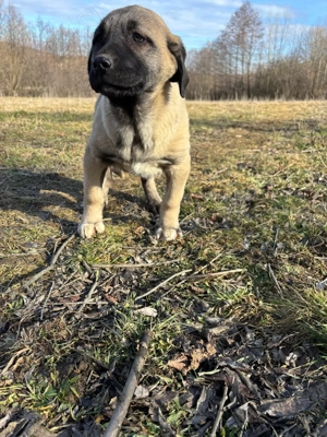 căței kangal malakli cu pedigree FCI 