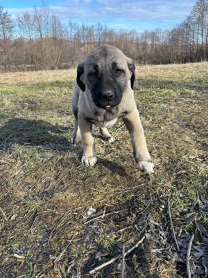 căței kangal malakli cu pedigree FCI  - imagine 4
