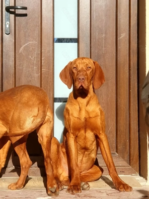 Caini de vânătoare Vizsla maghiara - imagine 3