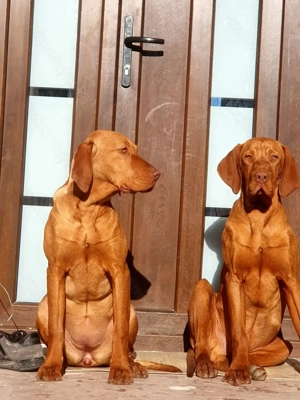 Caini de vânătoare Vizsla maghiara - imagine 2