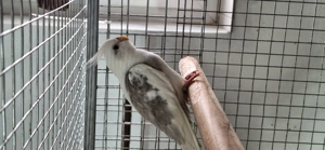 Papagal mascul nimfa... - imagine 3