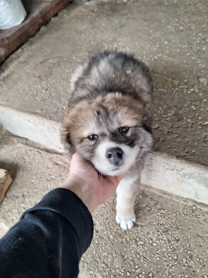 Catelusa de 8 saptamani - imagine 4