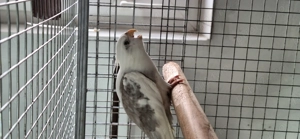 Papagal mascul nimfa... - imagine 2