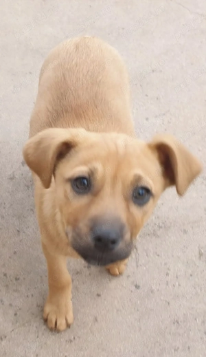 Căutăm stăpâni iubitori pt 2 cățeluși - imagine 2