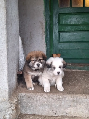 Catelusa de 8 saptamani - imagine 5