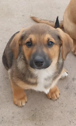 Căutăm stăpâni iubitori pt 2 cățeluși