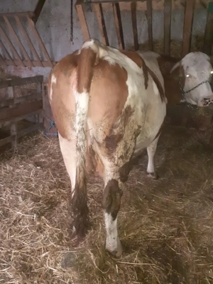 vand vaca de 5 ani gestanta in a 9 luna  - imagine 2