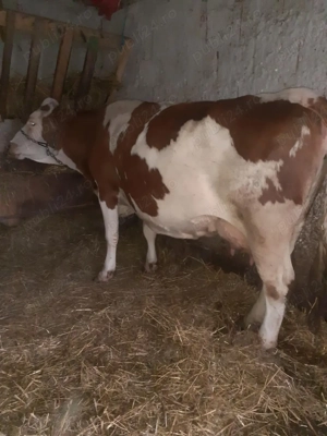 vand vaca de 5 ani gestanta in a 9 luna 