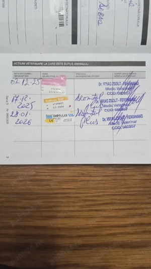 Pechinez Imperial - imagine 4