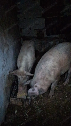 Vând porcii  - imagine 3