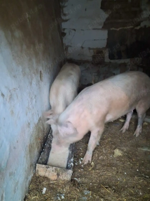 Vând porcii  - imagine 2