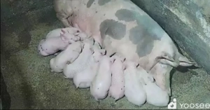 Scroafa cu purcei - imagine 2