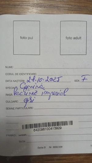 Pechinez Imperial - imagine 5