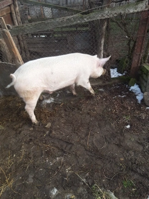 Vand porci  - imagine 4