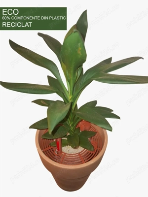 Plante verzi, Spathiphyllum,  Cordyline, Clusia in ghiveci ECO hidroponic, autoudare - imagine 3
