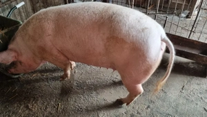 Porc de vanzare - imagine 2
