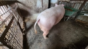 Porc de vanzare - imagine 3