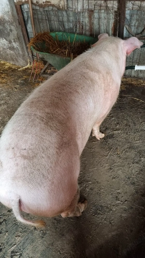 Porc de vanzare - imagine 5