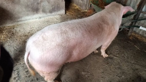 Porc de vanzare - imagine 4