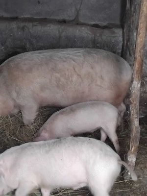 schimb cu strut african mascul 