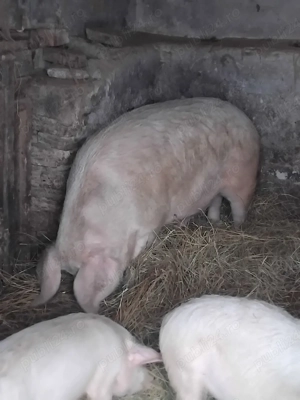 vand sau schimb cu strut sau albine - imagine 2