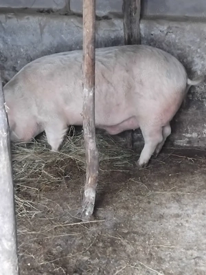 vand sau schimb cu strut sau albine - imagine 4