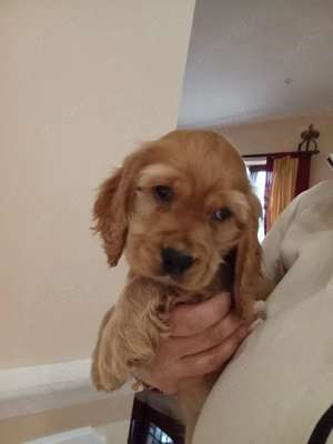 Cocker auriu - imagine 2