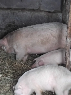 vand sau schimb cu strut sau albine - imagine 3