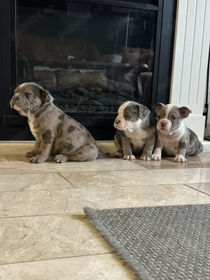 Vand bully pocket cu pedigree - imagine 2