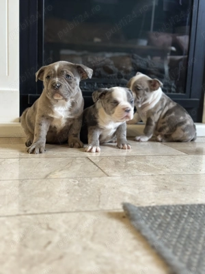 Vand bully pocket cu pedigree - imagine 3