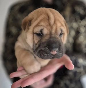 shar pei drăgălași 