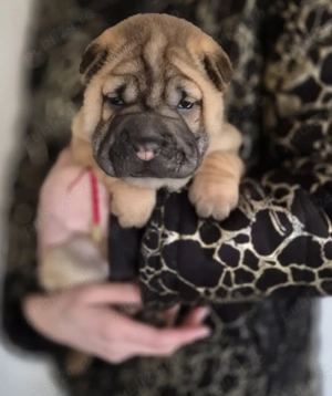 shar pei drăgălași  - imagine 2